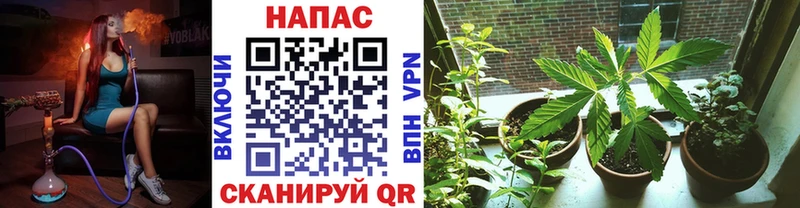 Канабис сатива  цены   mega ТОР  Торжок 